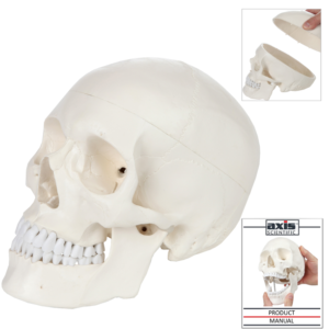 Axis Scientific Human Skull Model Life